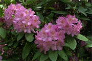 Rhododendren
